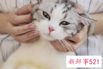 幼猫怎么确定猫认主人了