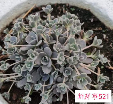 盘点开花后就死亡的六种多肉植物