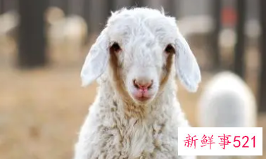 91年属羊的属相婚配表