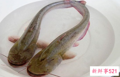 鲶鱼真的很脏不能吃吗
