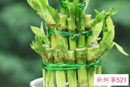 富贵竹如何一根变两根