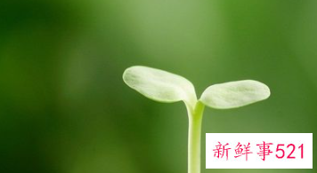 吃什么食物减肥最快还有营养