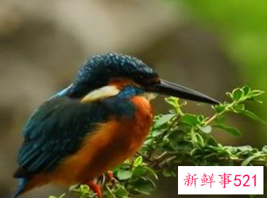 梦见受伤的鸟是什么意思