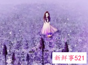 薰衣草的唯美句子