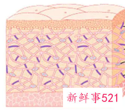皮肤6大层每层的作用