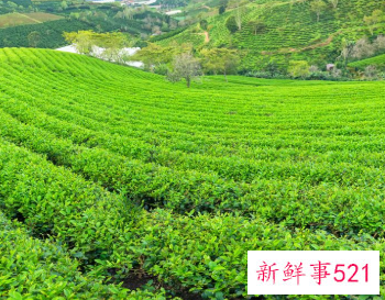 大白茶和大白毫有什么区别