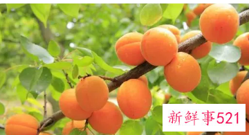 杏子的功效与作用