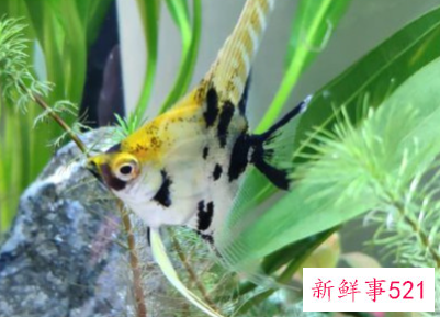 排名前20有灵性的宠物