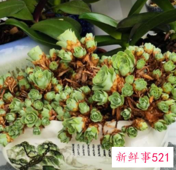 盘点开花后就死亡的六种多肉植物