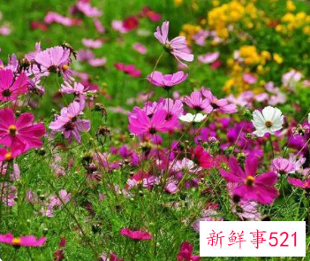 天秤象征花幸运花守护花