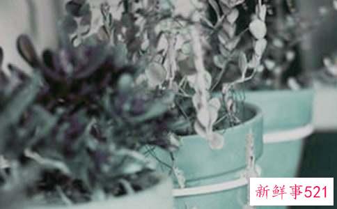 室内盆栽养植技巧