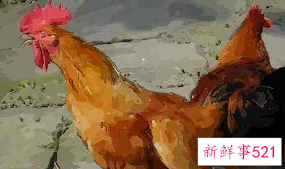 93年的鸡错过了28岁的姻缘