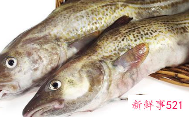 世界上最耐寒的鱼