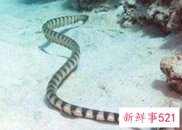 世界上最毒的生物