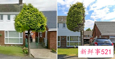 英国男子家中树因越界被邻居锯掉一半