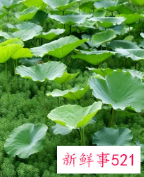 鲜荷叶的功效与作用