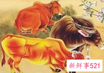 属牛人46岁有什么坎