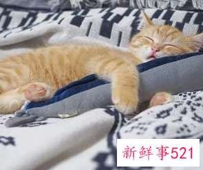 吃完饭后能趴着吗