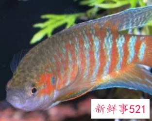 初学养鱼适合养什么鱼