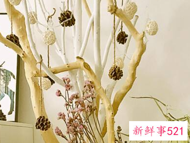 客厅放什么干花好看又旺财