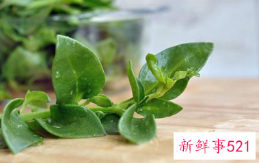 女性经期能吃穿心莲吗