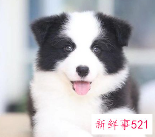 边牧幼犬容易兴奋怎么办