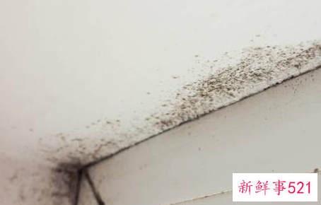 外墙潮湿发霉怎么处理
