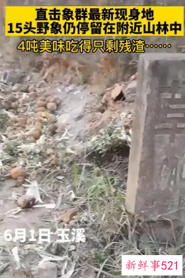 象群最新现身云南省玉溪市附近