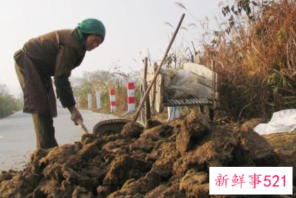 冬季鸡粪如何堆肥发酵