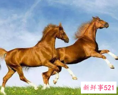 属马和属蛇婚姻相配吗