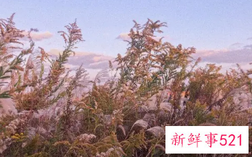 幽默网名女大全