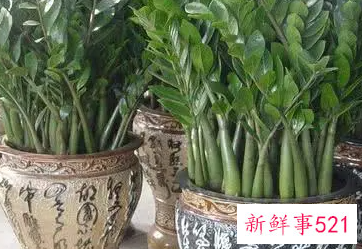 什么植物寓意安心