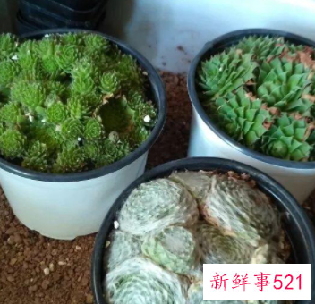 盘点开花后就死亡的六种多肉植物