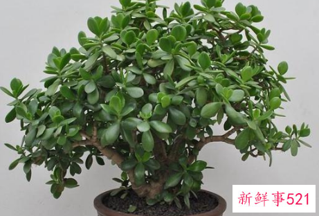 7种象征吉祥好运的花