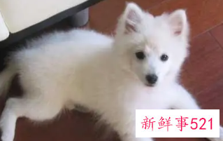 银狐犬不能吃的食物有哪些