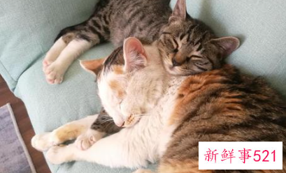 养宠物猫有什么好处