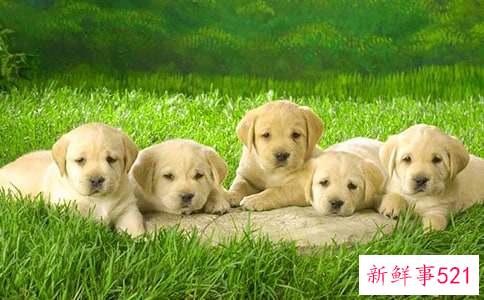 梦见狗狗生小狗