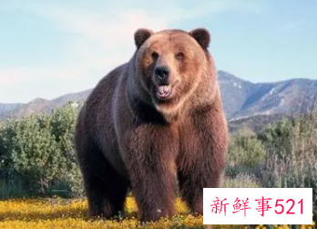 梦见大熊是什么寓意