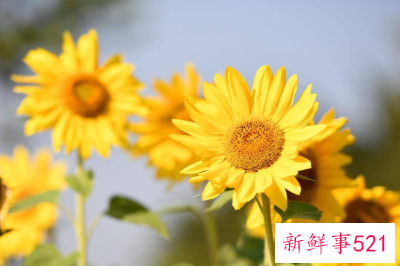 十二星座的花语