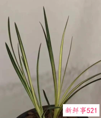 兰花翻盆的时间及方法介绍