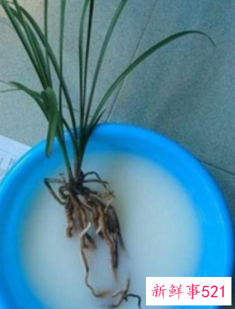 兰花翻盆的时间及方法介绍