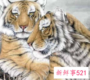 男虎女龙相配婚姻会怎么样