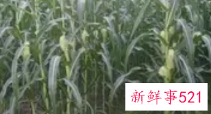 梦见甜菜有什么征兆