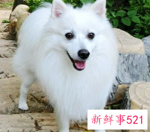 银狐犬不能吃的食物有哪些