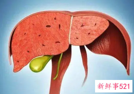 养肝护肝的好方法