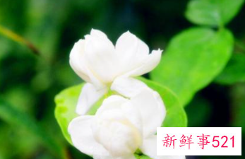 喝什么排毒效果最好