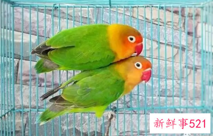 鹦鹉的正确饲养方法