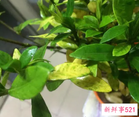 栀子花叶片发黄怎么办