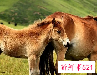 梦见驴骡马是什么寓意