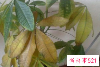 富贵树叶子黄了该怎么办